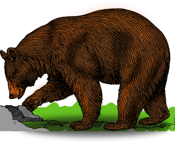 Bear Free To Use Cliparts - Bear Clipart (600x489), Png Download