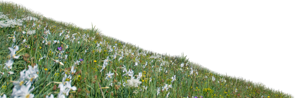 Image - Camomile (954x316), Png Download