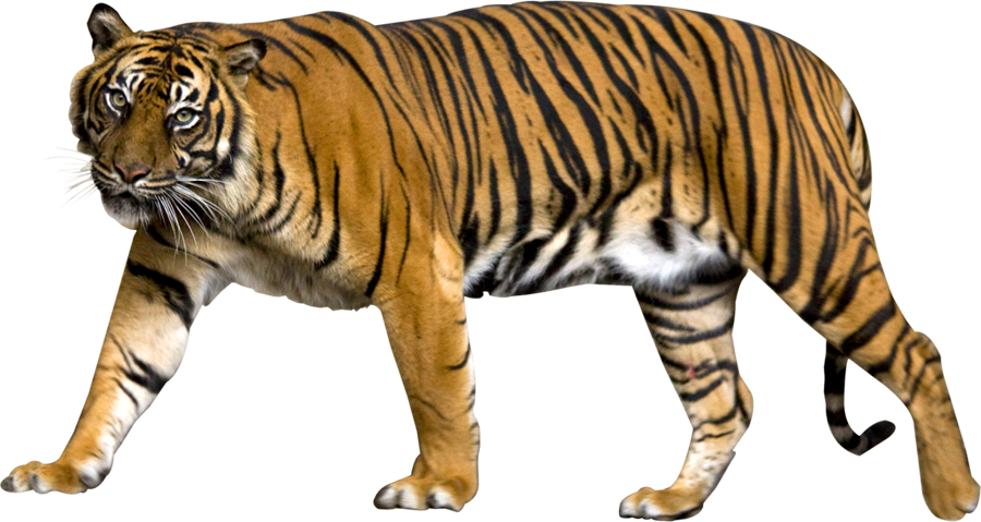Tiger Png Image - Sumatran Tiger No Background (900x479), Png Download
