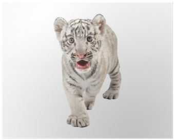 White Tiger (400x400), Png Download