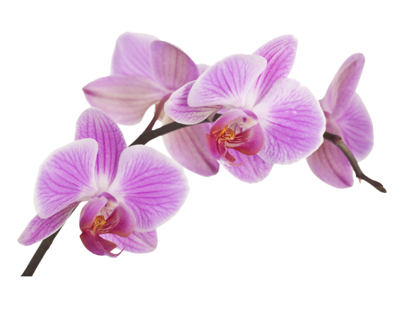 Orquideas Png - Imagenes De Orquideas Png (586x440), Png Download