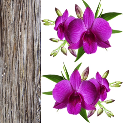 Orquidea6 Zpsbhffg05e - Orquídeas Png (500x500), Png Download