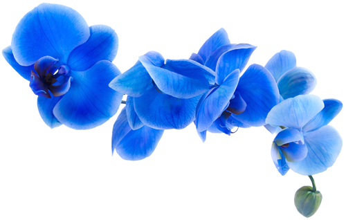 Orquideas Azul Png - Orquídeas Azuis Png (500x318), Png Download