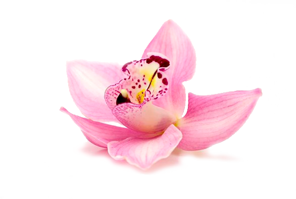 Orquídeas - Spa Flower (586x394), Png Download