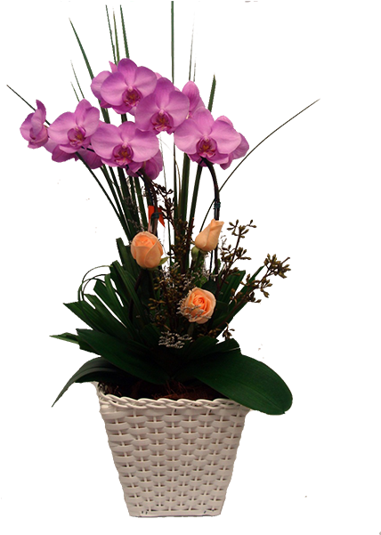 Orquídea Lilas Com 02 Hastes - Vaso De Orquidea Png (450x600), Png Download