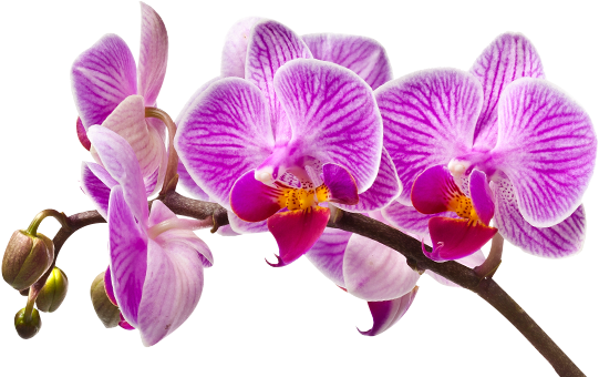 Aquolina Bath Foam - White Chocolate & Orchid Cr (1170x350), Png Download