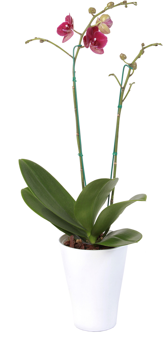 Orchids (1320x1320), Png Download