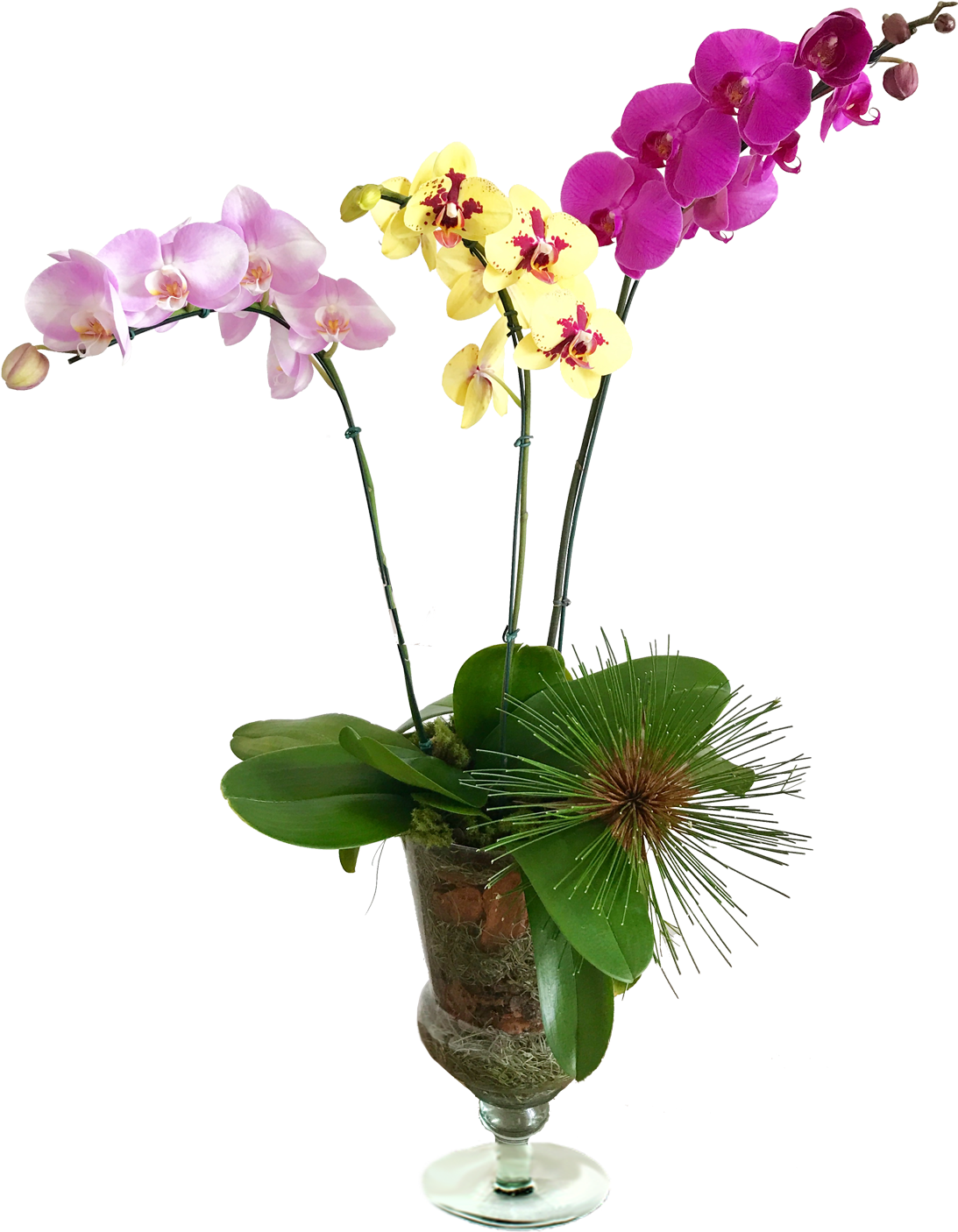 Orquídeas Vaso De Vidro - Orquideas Vasos De Vidro (1235x1500), Png Download