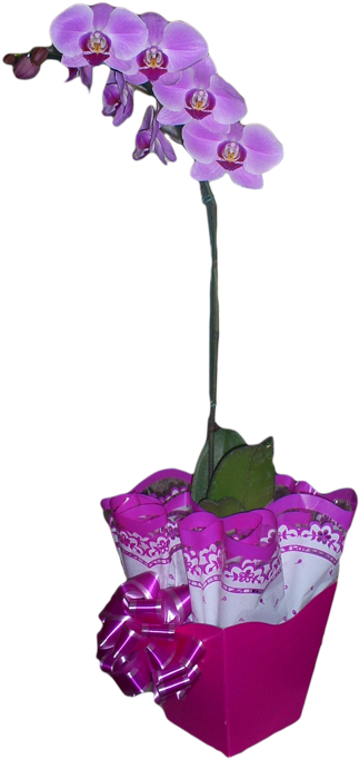 Download Orquidea Phalaenopsis Flores Orquidea Em Png Png Image With No Background Pngkey Com
