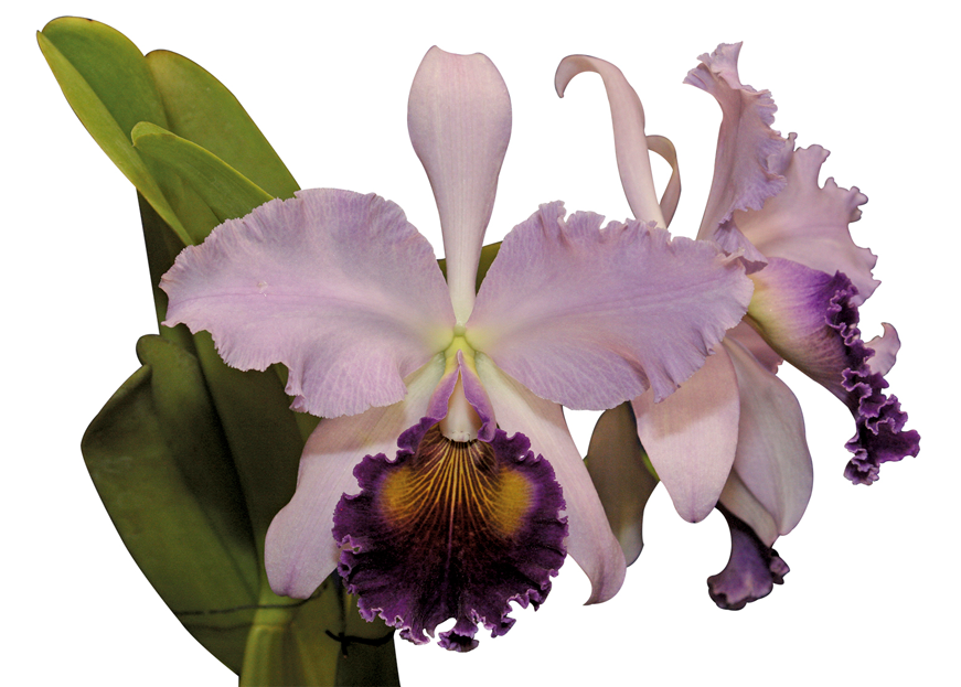 Razón Demás Para Afirmar Que Las Orquídeas Colombianas - Cattleya Trianae Png (870x864), Png Download