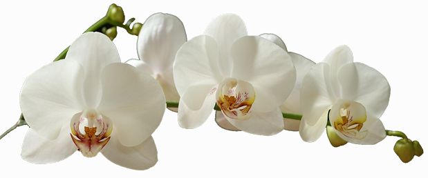 Na Natureza, As Orquídeas São Protegidas Do Sol Direto - White Moth Orchid Png (619x258), Png Download