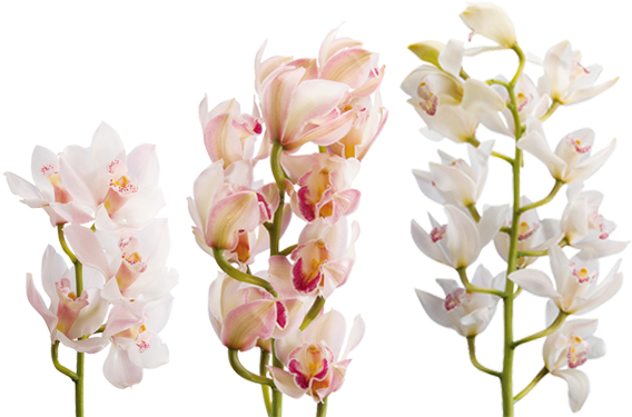 Cymbidium Spp - Cymbidium - Цимбидиум Png (570x444), Png Download