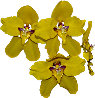 Orqui2 - Orquideas Amarillas Png (400x437), Png Download