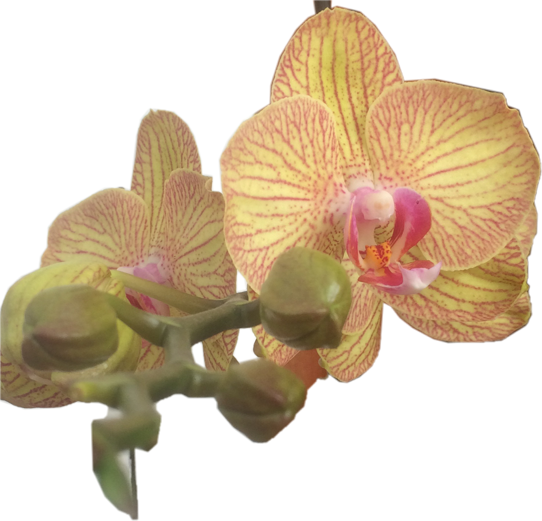 Orchids (1065x1024), Png Download