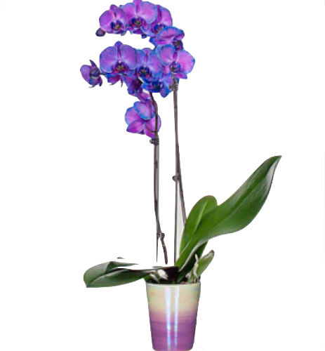 Helen - Purple Orchids (463x500), Png Download