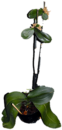 Como Fazer Mudas De Orquideas, Phalaenopsis - Orquidea Phalaenopsis Como Fazer Mudas (292x442), Png Download