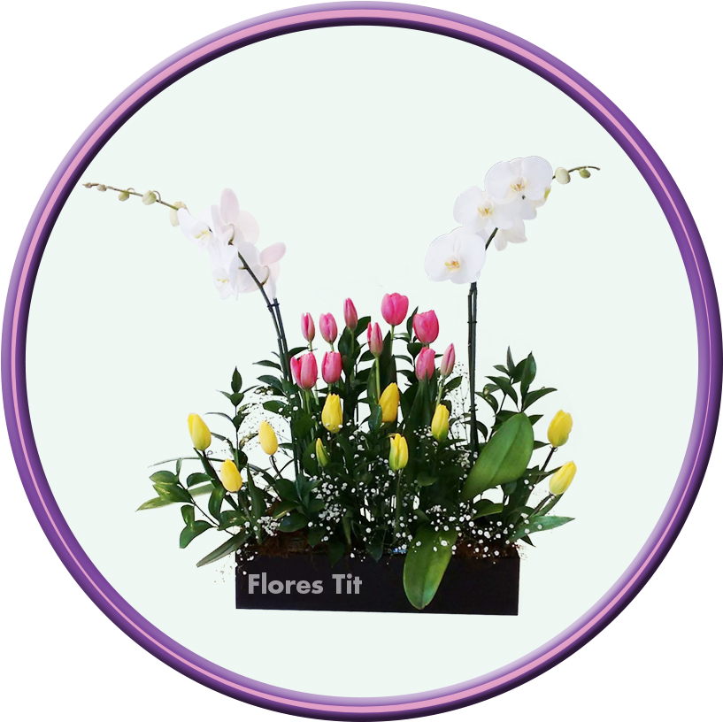 Imagen De Orquídea - Tulip (945x945), Png Download