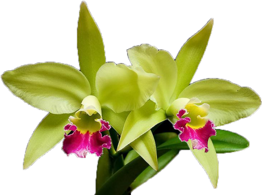 As Orquideas São Todas As Plantas Que Compõem A Familia - 5'x7'area Rug (544x408), Png Download