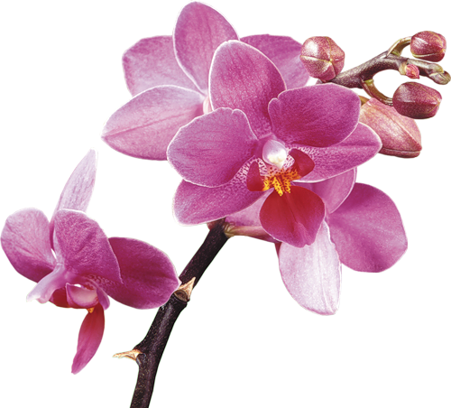 Clipart-http - //arnusha - Ru/post249954906/ - Orchid Clipart No Background (500x452), Png Download
