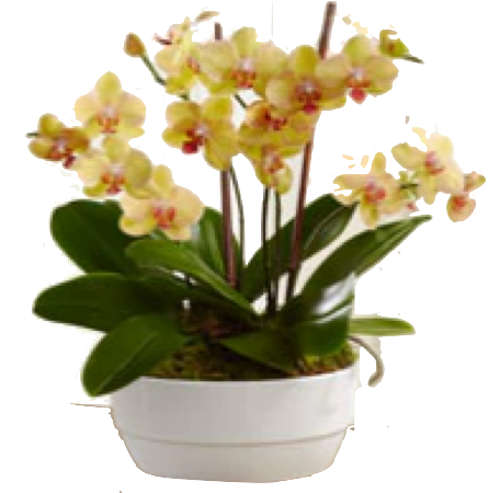 Bios - Glowing Strong Orchid Plant - Ftd Flowers Delivery (459x500), Png Download