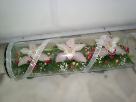 A-09 3 Orquídeas En Cilindros - Moth Orchid (574x340), Png Download