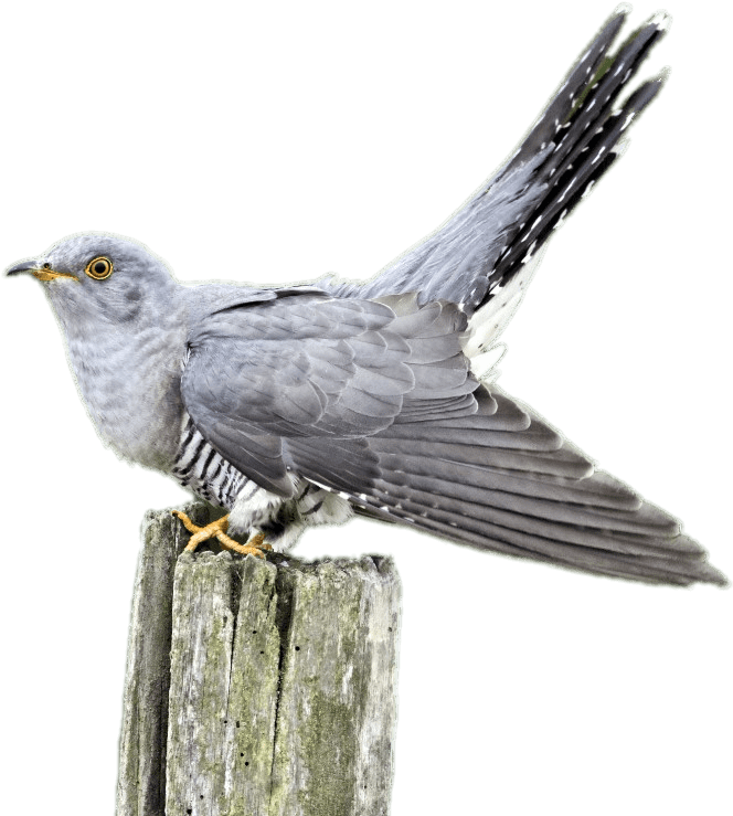 Cuckoo On A Wooden Pole - Common Cuckoo (1232x821), Png Download