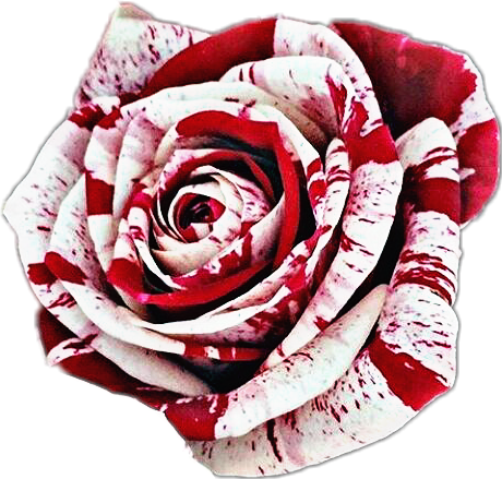 Bloody White Rose Png (460x439), Png Download