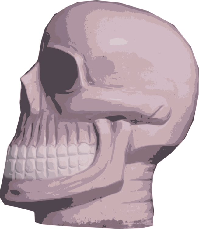 Nose Skeleton Skull Jaw Mouth - Skull (654x750), Png Download