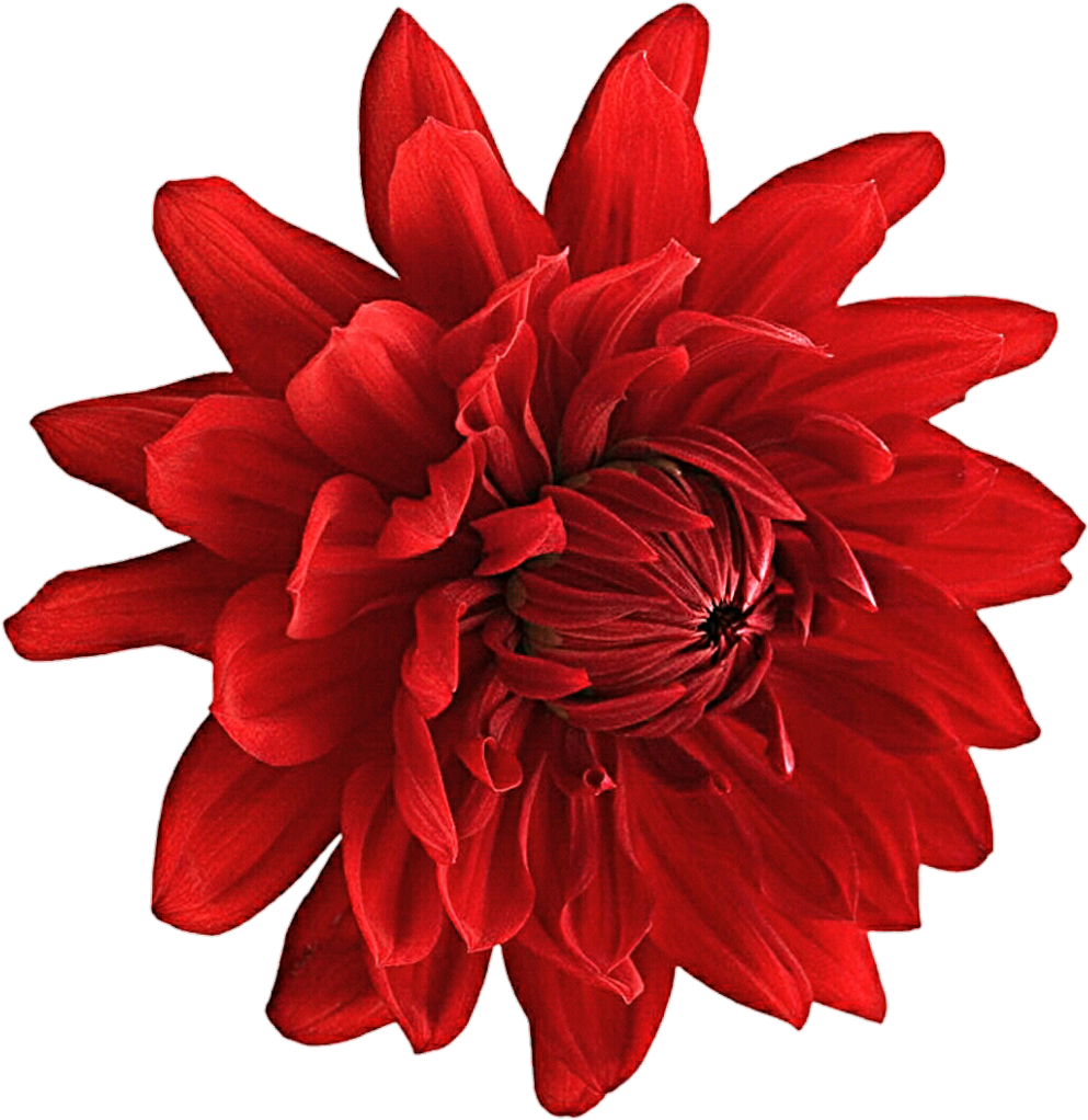 Dahlia Png Picture - Zen Cinemax 4g 5.5 Inch Marshmallow 2gb (1024x1046), Png Download