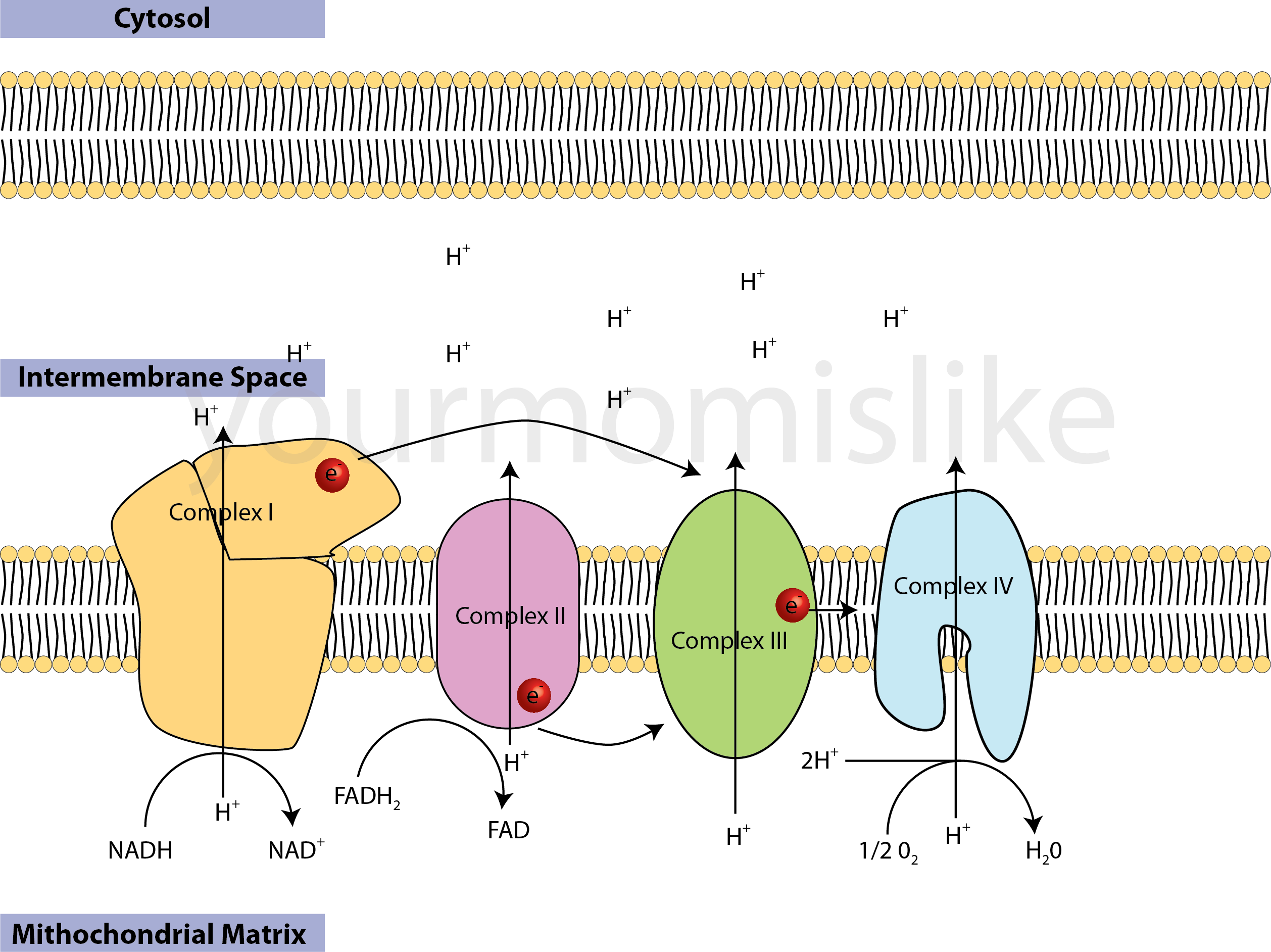 Electron Transport Chain - Electron Transport Chain Png (2516x1884), Png Download
