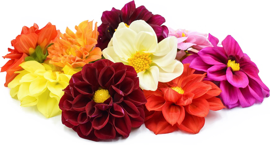 Dahlia Png File - Dahlia Png (872x469), Png Download