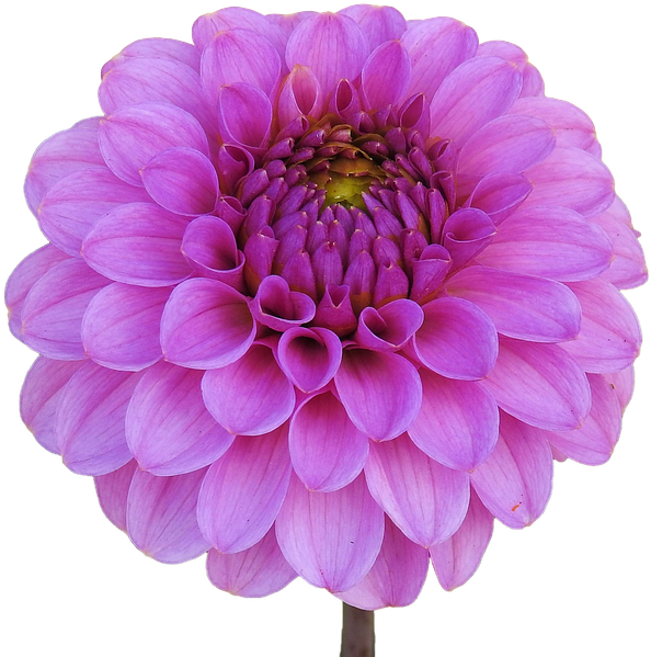 Dahlia Png Download Image - Dahlia Flower Transparent Bg (960x640), Png Download