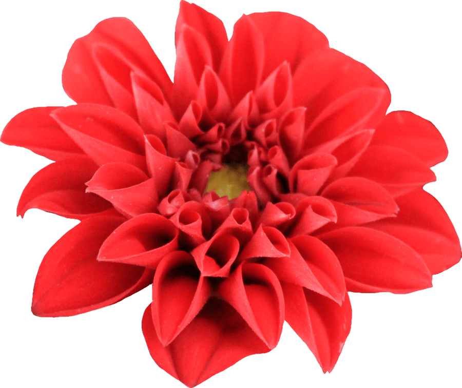 Dahlia Open - Red Dahlia Flower Png (900x756), Png Download