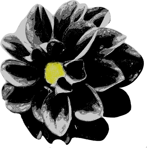 Black Dahlia (496x500), Png Download