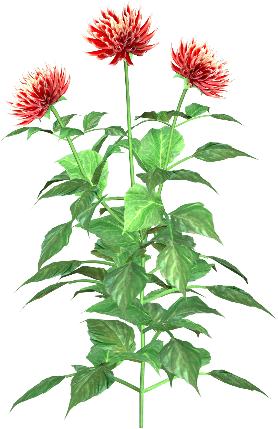 Dahlia Clip Art - Dahlia Plant Clipart (1132x1600), Png Download