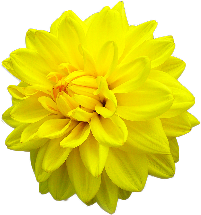 Yellow Daisy Dahlia - Yellow Dahlia Flower Png (700x747), Png Download