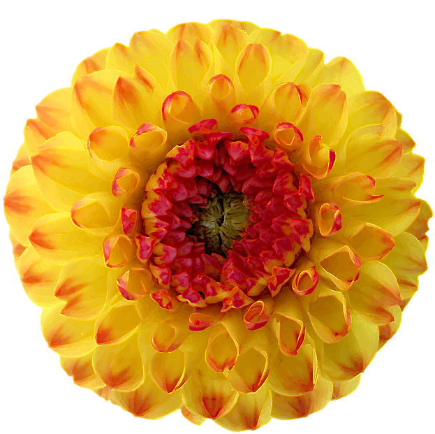 Dahlia, Blossom, Bloom, Yellow, Red, Orange - Dahlia Png Yellow (793x720), Png Download