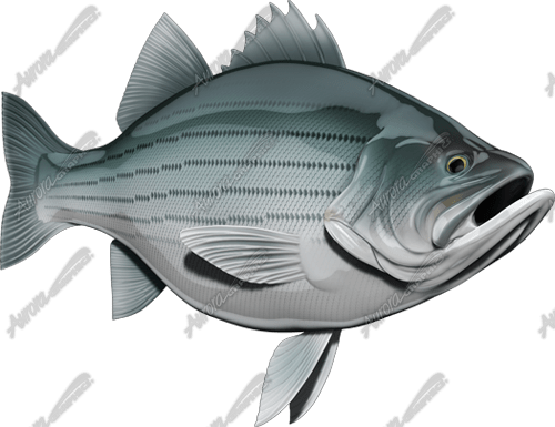 Striped Bass - Snapper (500x385), Png Download