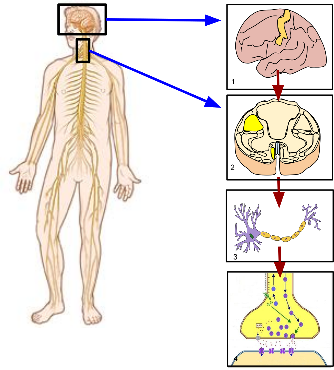 Nervous System Controlling Movement (1200x1343), Png Download