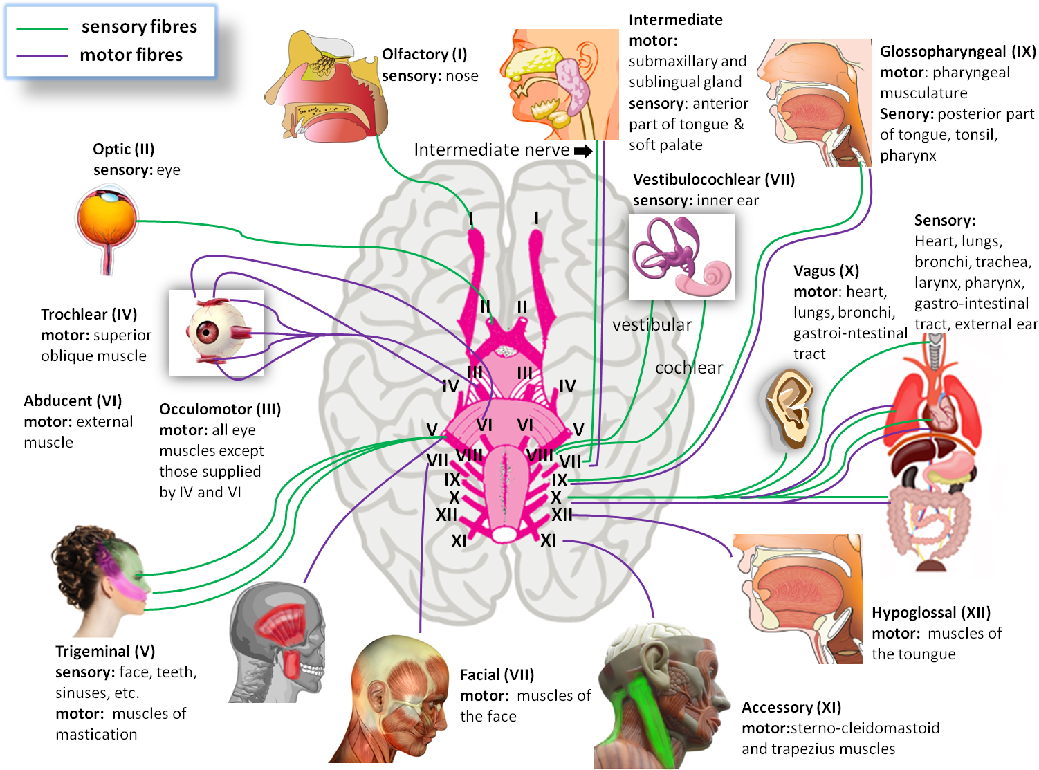 Human Brain Cranial Nerves - Splancreas: And Other Offal (1540x1121), Png Download