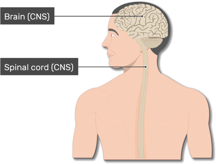 An Image Of The Body Showing The Spinal Cord, Brain, - Nervous System (708x550), Png Download