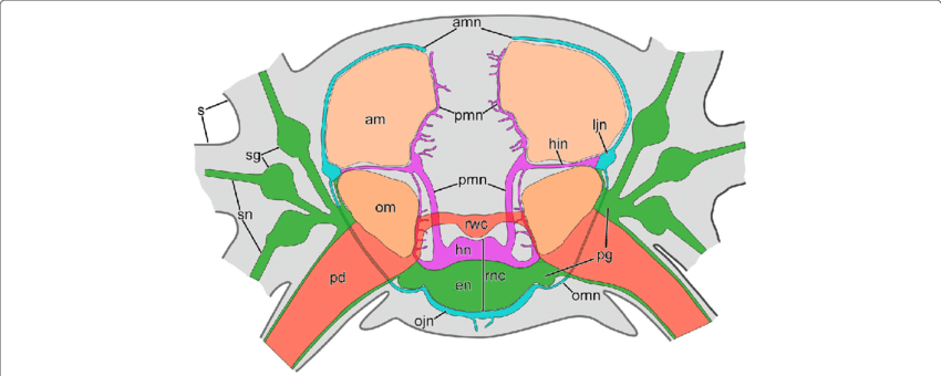 Simplified Diagram Of The Anatomy Of The Nervous System - Anatomy (850x340), Png Download