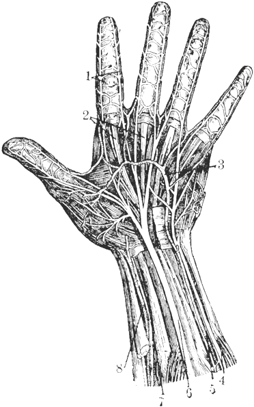 Nerves - " - Sketch (1000x852), Png Download