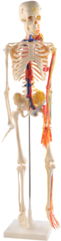85cm Human Skeleton Model With Nerves , Blood Vessels,heart - Human Skeleton (350x350), Png Download