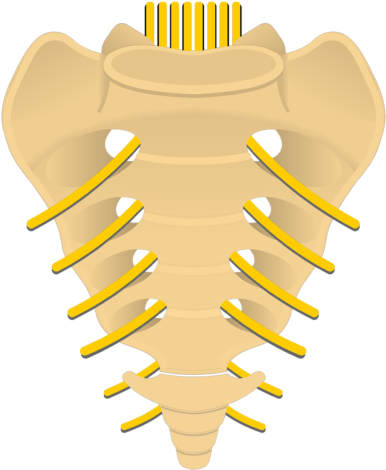745 X 550 Png 91kb - Anterior Sacral Foramina (745x550), Png Download
