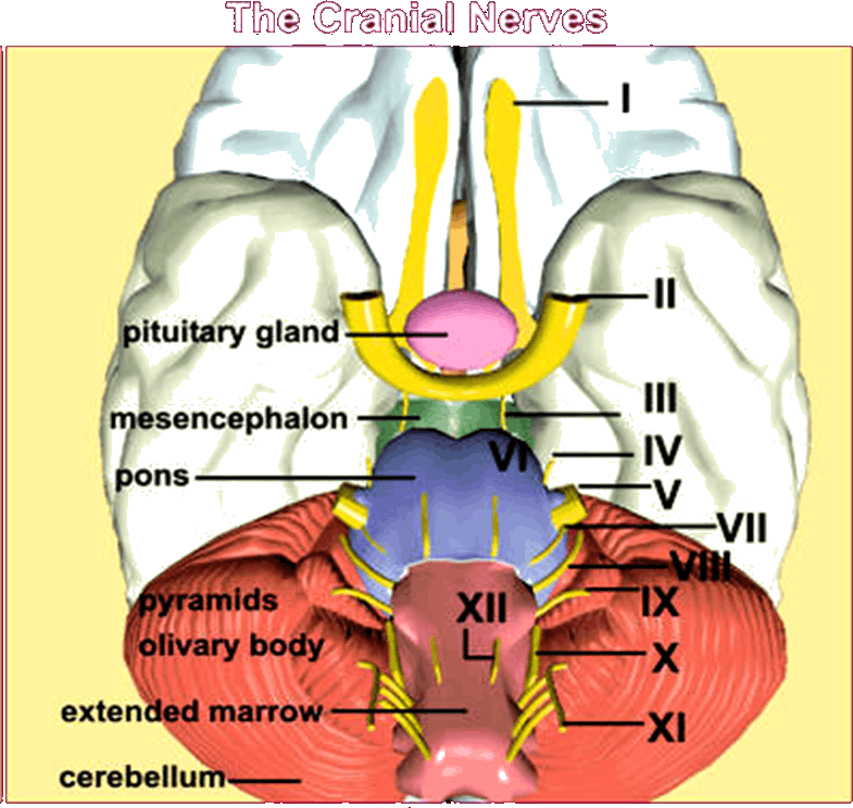 Image Of The Cranial Nerves - Cranial Nerves 3d Model (785x744), Png Download