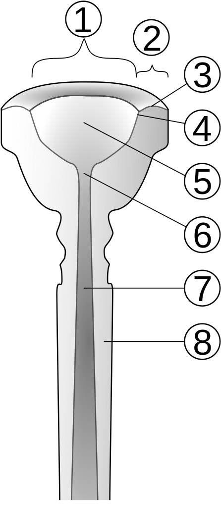 Trumpet Mouthpiece Cut-away Numbered - Trumpet Mouthpiece Diagram (462x1024), Png Download
