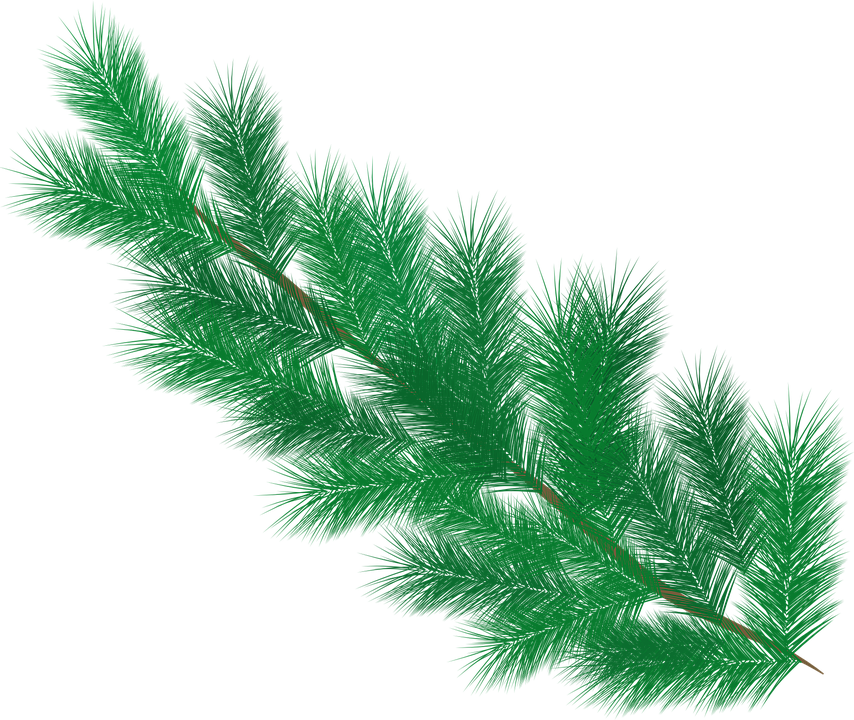 Fir, Branch, Pine Needles, Needles, Winter, Green - Pine (854x720), Png Download