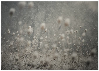 Snow Falling And Covering The Ground Poster • Pixers® - Jplo9|#jp London Mdxl1x798544 Jpl And Photocosma Present (400x400), Png Download