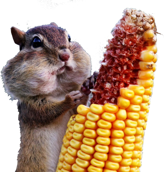 Share This Image - Wild And Crazy: Photographs From The Comedy Wildlife (573x600), Png Download